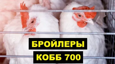 Carcass Characteristics of Cobb (MV × 700) Broilers Fed Varying Dietary...  | Download Scientific Diagram