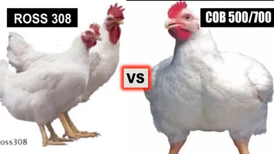 Chickens - Why is Broiler COBB 500/700 the BEST Breed Farming Business you  can do. Dr. Isa Luigare - YouTube