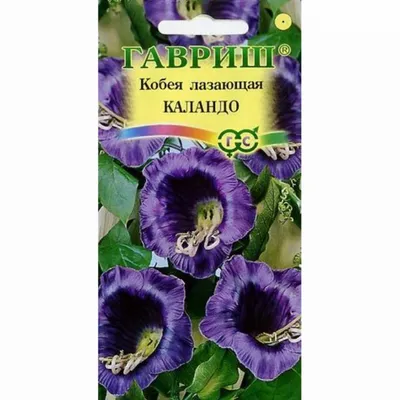 Кобея лазающая Гжельские узоры, смесь сортов, семена цветы, Аэлита купить  по цене 149 ₽ в интернет-магазине KazanExpress