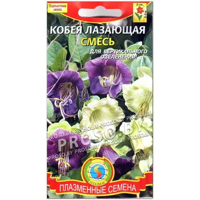 Купить кобея лазающая фиолетовая (опт) по цене 24,18 руб. в интернет  магазине \"Первые Семена\"