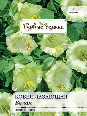 Cobaea scandens Cav., Кобея лазающая (World flora) - Pl@ntNet identify