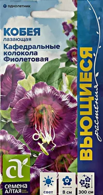 Отзыв о Семена Поиск \"Кобея лазающая\" | Вьющиеся красивое украшение для  сада.