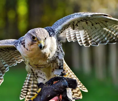Де́рбник (лат. Falco columbarius) — хищная птица, мелкий сокол.(дробник,  дермлиг, дербничек, дербушок, кобец, соколок, мышат… | Animals of the  world, Animals, Birds