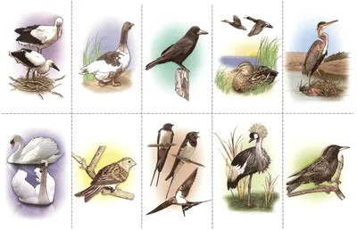 Иллюстрация Перелётные птицы в стиле компьютерная графика |
