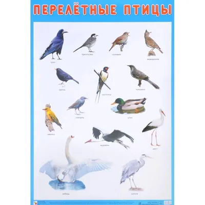Перелётные птицы | Удоба - бесплатный конструктор образовательных ресурсов