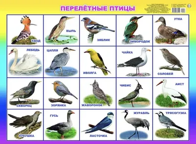 Knigi-janzen.de - Перелетные птицы | | 978-5-4315-1636-8 | Купить русские  книги в интернет-магазине.