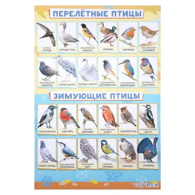 Купить плакат \"Зимующие и перелётные птицы\" А2, цены на Мегамаркет