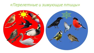 Перелетные птицы начали возвращаться в Воронежскую область | ОБЩЕСТВО | АиФ  Воронеж
