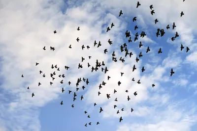 Возвращение зимы замедлило весеннюю миграцию птиц – перелетные птицы  повернули обратно на юг | Yle Novosti | Yle