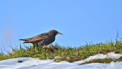 Журнал «КИТАЙ»-Перелетные птицы прибывают на зимовку в заповедник Цаохай