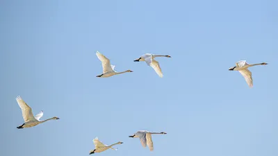 Кочующие птицы пеликана в озере Pushkar R R Стоковое Фото - изображение  насчитывающей пруд, ангстрома: 152249896