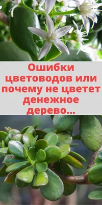 Толстянка (денежное дерево): описание и значение цветка блог интернет -  магазина АртФлора