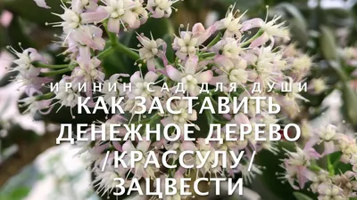 Исчезнут финансовые проблемы: как заставить цвести денежное дерево — Курьезы