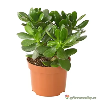 Крассула, толстянка, денежное дерево - Crassula. Уход за крассулой  (толстянкой)