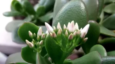 Крассула овата (Толстянка, Денежное дерево) (лат. Crassula Оvatа), d 14 |  Flowers Valley