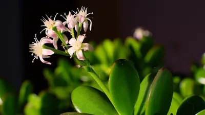 Толстянка, или крассула (Crassula) - «Денежное дерево. Быстро растет,  нетребовательное. Можно сравнить с кактусом :)» | отзывы