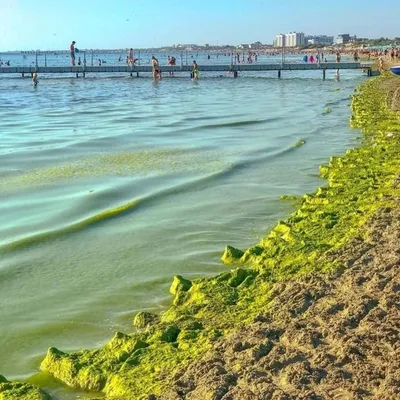 Эксперт: море в Анапе цветет из-за слива канализации — Новости Анапы