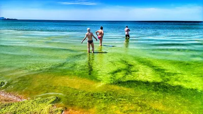 Изумрудное море и водорослевики: в Анапе начался сезон цветения камки - 8  июня, 2022 Все новости, Общество «Кубань 24»