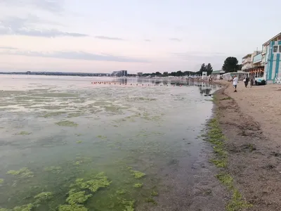 В Анапе море \"зацвело\" аномально рано: обычно вода \"зеленеет\" в конце июня  - KrasnodarMedia.ru