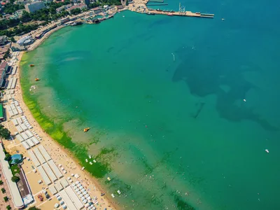 В Анапе Чёрное море превращается в зелёное: цветение за сутки разрастается  вдвое. Опасно ли это? | Юга.ру