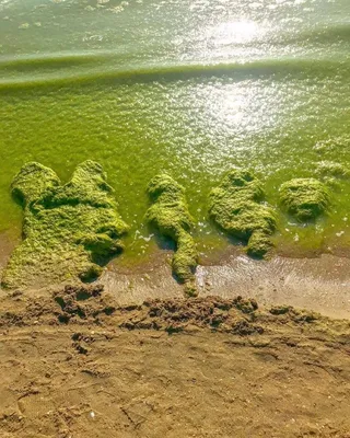 Море в Анапе будет зеленым до конца сентября – эколог