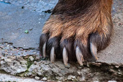Claws Of The Bear The Front Paw Of The Bear Kamchatka Когти Медведя Stock  Photo - Download Image Now - iStock
