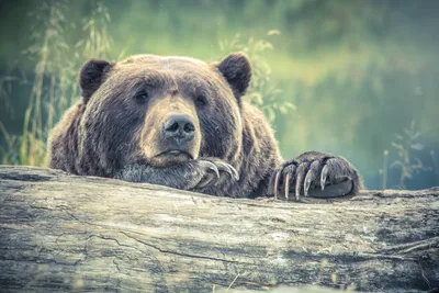 Коготь Медведя 3 — 4 см - Логово Волка — интернет магазин амулетов и  талисманов