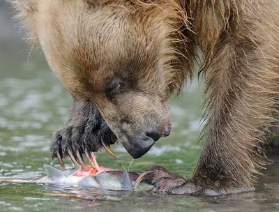 Из Приморья попытались вывезти когти медведя в пачке из-под сигарет -  Российская газета