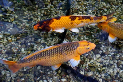 ФотографиЯ : Японский карп Кои (Japanese Koi Fish)