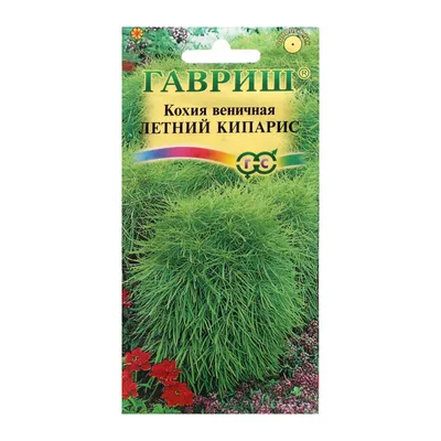 Кохия или «летний кипарис» - Цветы - моё хобби!, №1890027522 | Фотострана –  cайт знакомств, развлечений и игр