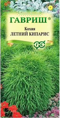 Семена кохия Семена Алтая Летний кипарис 1 уп. - купить в Москве, цены на  Мегамаркет