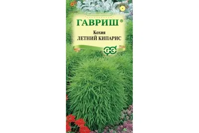 Кохия Летний кипарис (2026) 00-00587261 1384469911 — купить за 17.34 ₽ в  интернет магазине совместных покупок