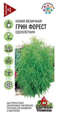 Кохия веничная - Кохия - Травянистые растения для открытого грунта -  GreenInfo.ru