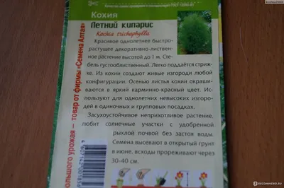 Кохия Летний кипарис — Зеленая Аура