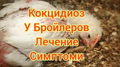 Кокцидиоз опасен для молодняка птицы. Защита от кокцидиоза. | Trophikana |  Дзен
