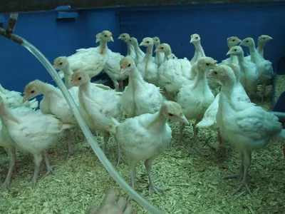 Испытательный центр » Обнаружен эймериоз у цыплят