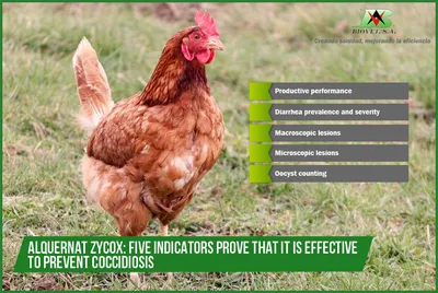 АВЗ Эйметерм раствор 2,5% для орального применения для лечения кокцидиоза у  птиц, 100 мл купить по низкой цене с доставкой - БиоСтайл