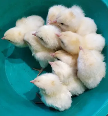 Почему синеет гребень у кур, цыплят и петухов