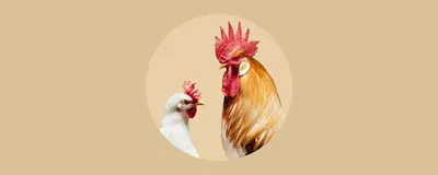 Кокцидиоз у цыплят опасен - YouTube