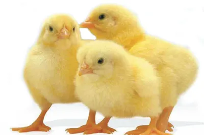 Кокцидиоз у цыплят в штате Хартум, Судан, 978-620-4-66802-4, 6204668021  ,9786204668024 by Эасса Эасса, Абубакер Элаис