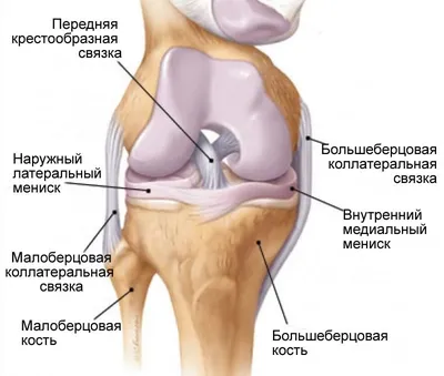 Строение коленного сустава