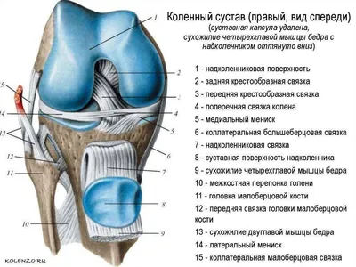 Анатомия : Коленный сустав. | Анатомия, Биология, Уроки биологии