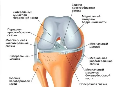 Боль в коленном суставе - Нейрохирургия Киев