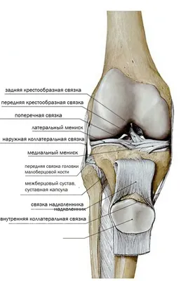 Биомеханика коленного сустава. Статьи