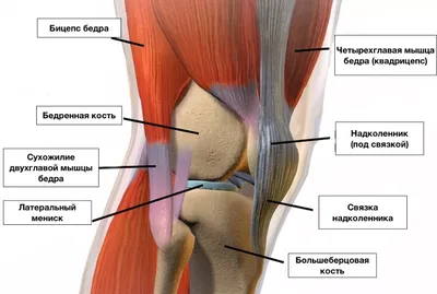 Коленный сустав — Травмаорто