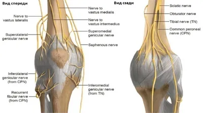 Болит коленный сустав правой или левой ноги: причины и лечение