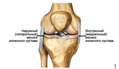 Строение коленного сустава