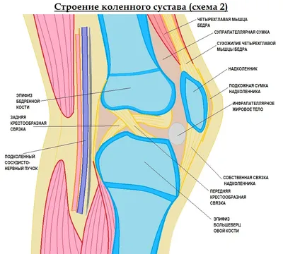 Ревизионное эндопротезирование коленного сустава в Москве | Сделать  операцию в «Центре Спортивной Травмы»