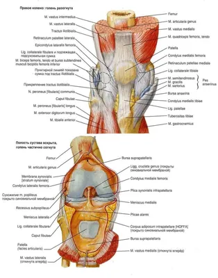 Коленный сустав в рентгеновском, КТ- и МРТ-изображении | Второе мнение