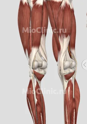 Уколы в коленный сустав: особенности гиалуроновой кислоты и выбор препарата